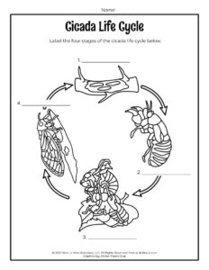 Cicada Life Cycle Worksheet Woo Jr Kids Activities