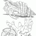 Free Printable Hermit Crab Coloring Pages For Kids