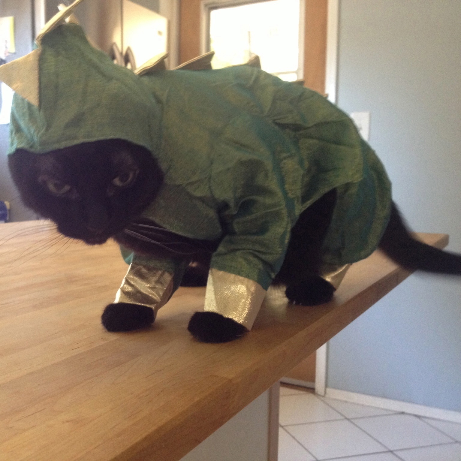 Halloween Inspiration Costume Ideas From My Sister s Cat Catster