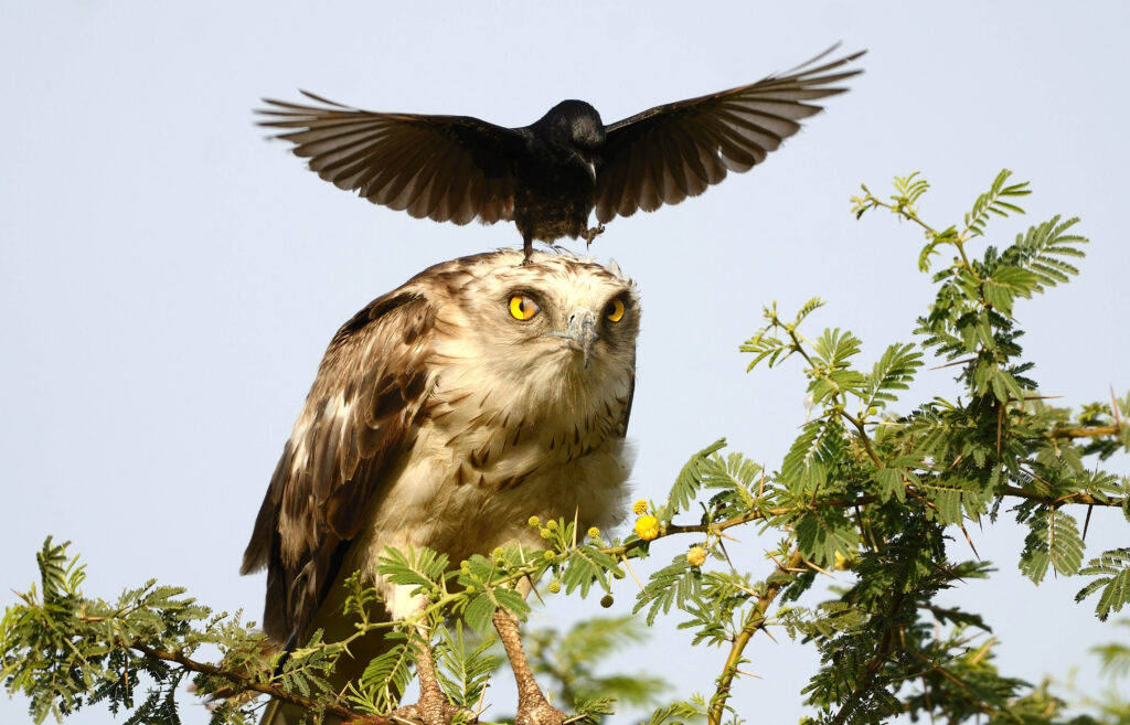 Real Life Angry Birds Persistent Crow Drives Eagle Mad Caters News 