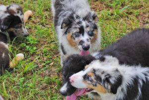 Shamrock Rose Aussies Welcome To Shamrock Rose Aussies We