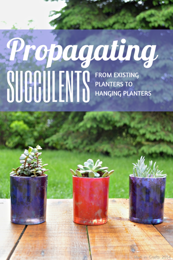 HANGING SUCCULENTS FROM PROPAGATED CUTTINGS Mad In Crafts